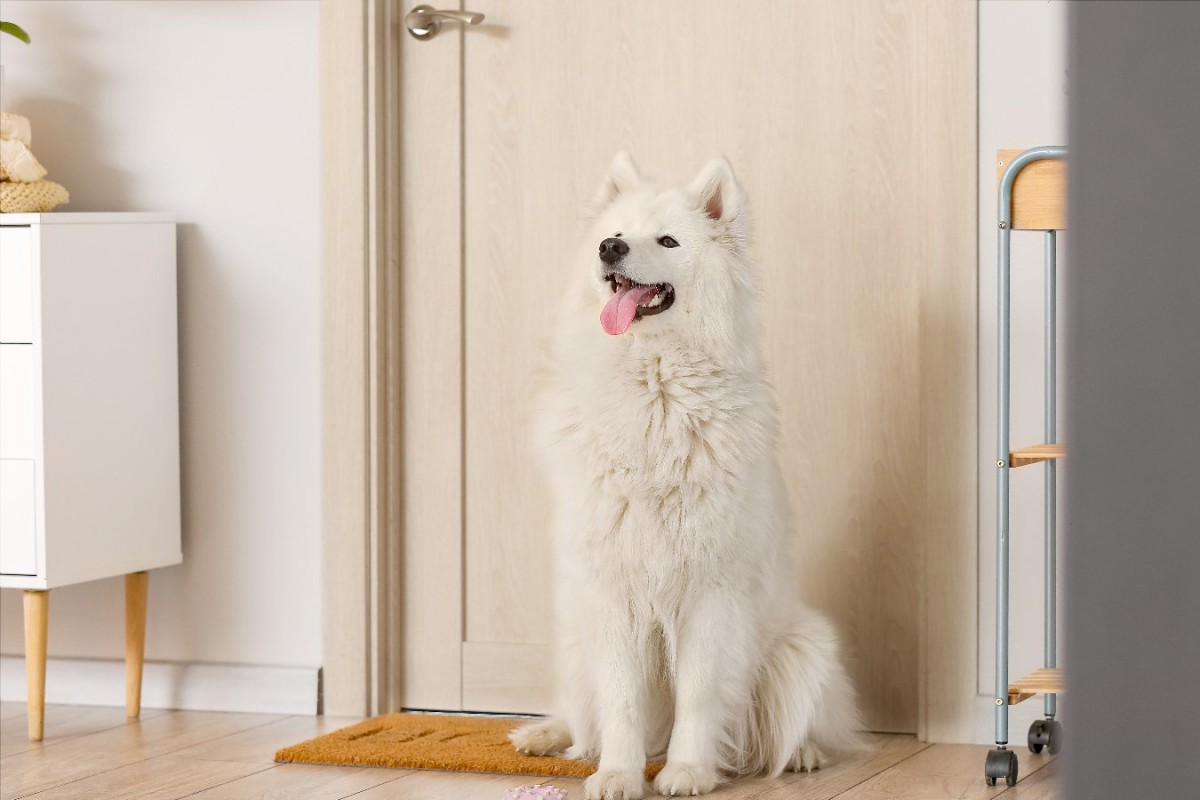 愛犬があなたのお風呂やトイレを待つ心理4つ！可愛すぎる理由にほっこり♡