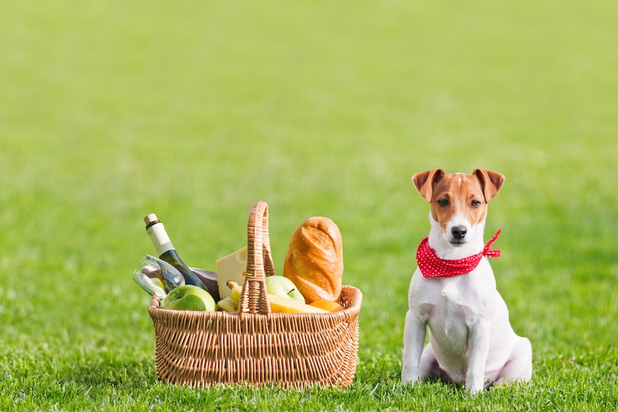 犬とのピクニックにオススメな都内のスポット５つ