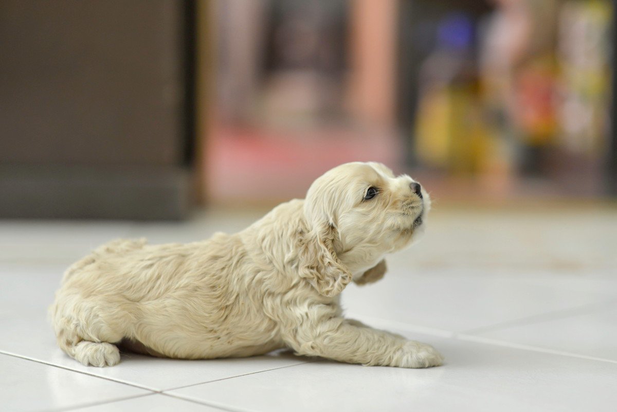 犬の危険な「鳴き方」４つ！絶対に見逃してはいけない病気のサインとは？