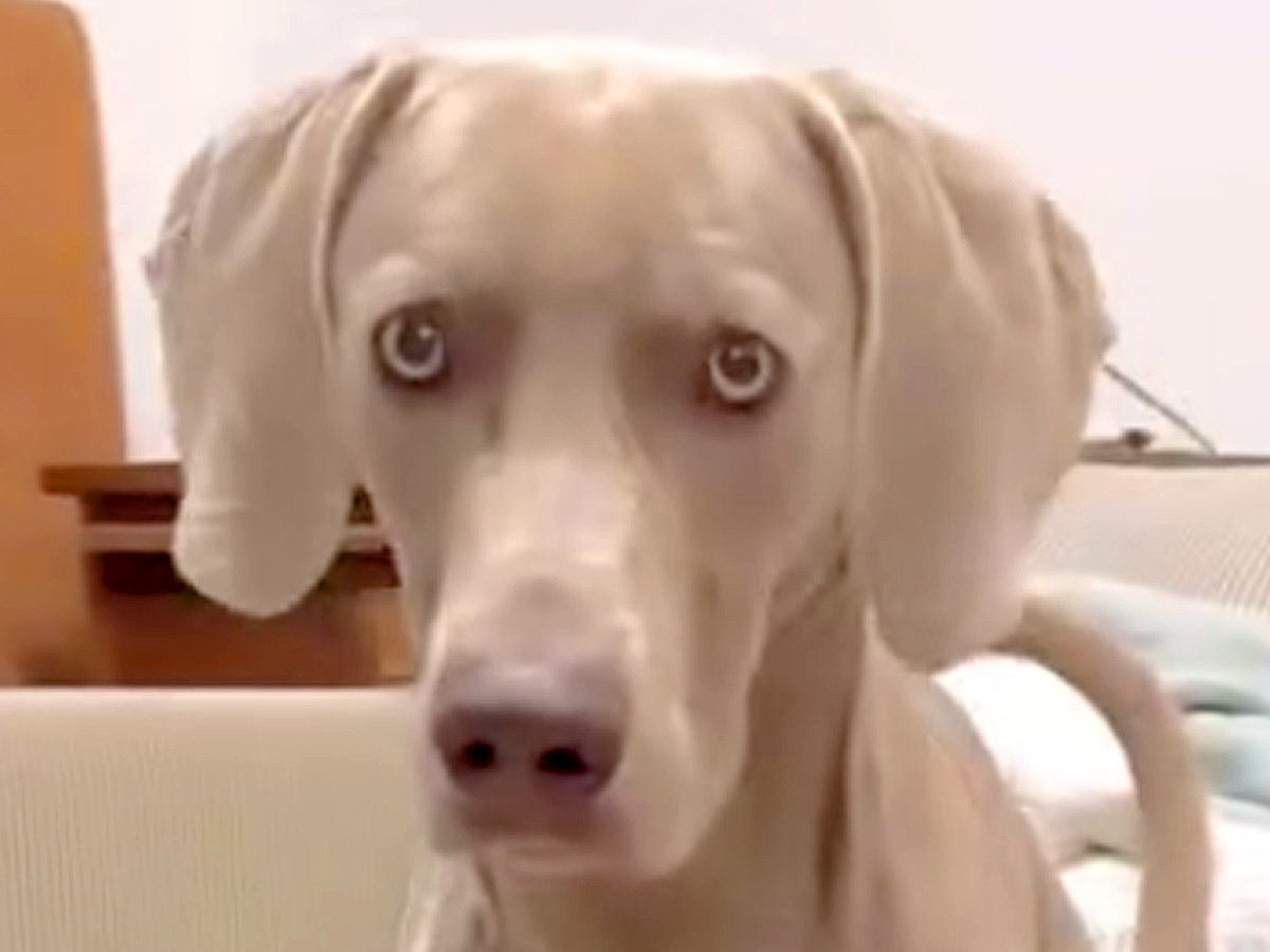 『合ってはいるんだけどね…』大型犬に"おすわり"をさせた結果…まるで人間のような『まさかの座り方』に爆笑「声出して笑ったｗ」「賢い」