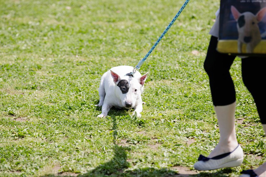 なにかの病気？犬がその場から全く動かない理由５つ