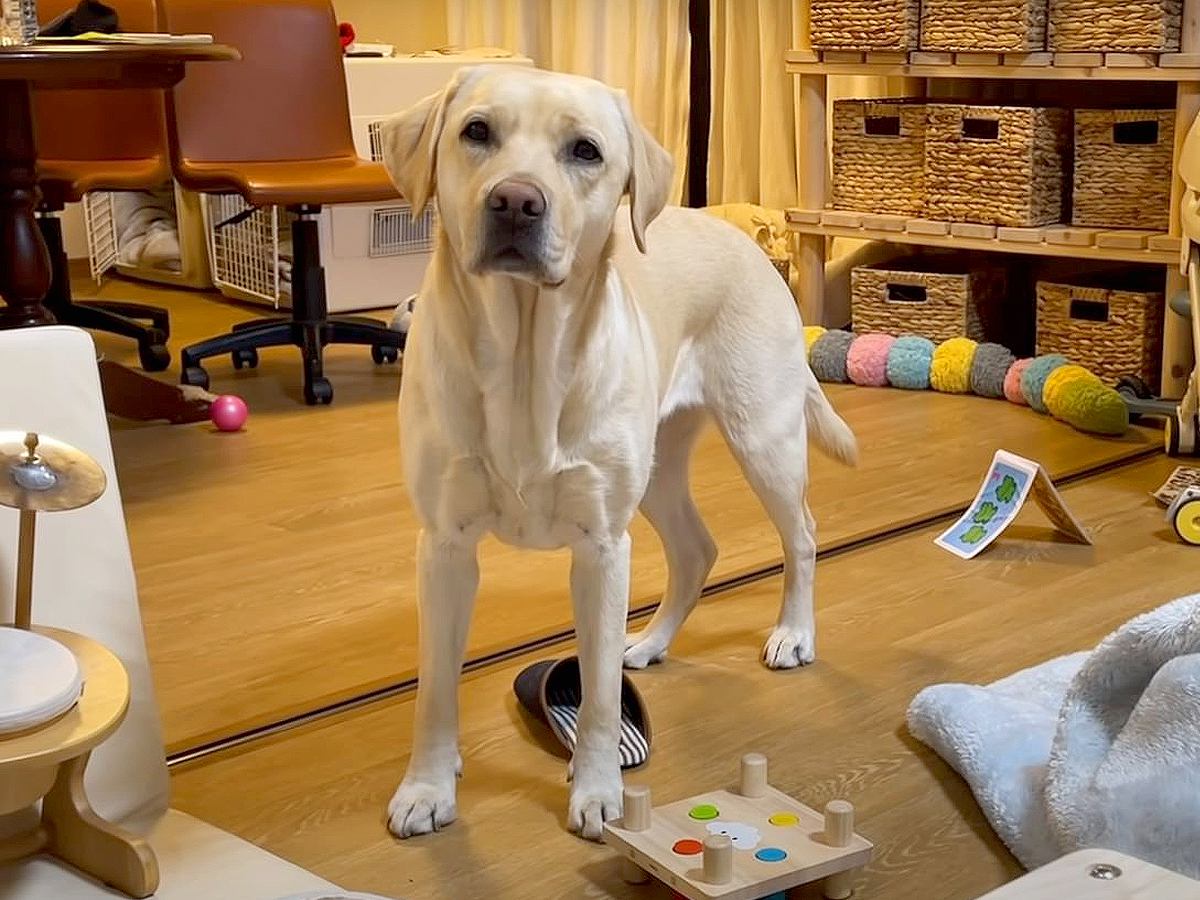 大型犬が飼い主の『お腹空いた？』に見せた反応…日本語が通じているとしか思えない行動が217万再生「たまらなく可愛い」「吹いた」