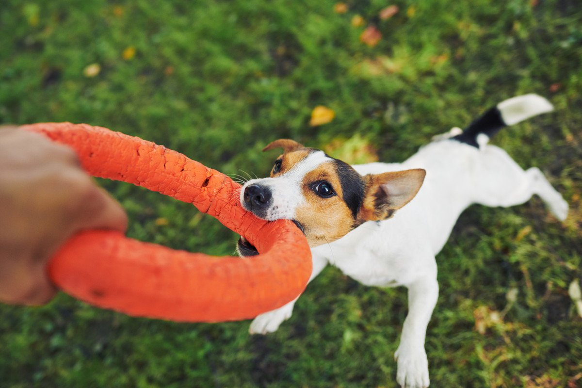 犬が『おもちゃを離さない』ときの心理３つ　安全に離してもらうコツや対処法を解説