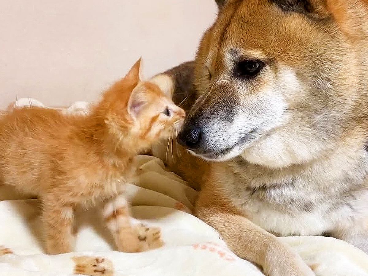 犬が子猫に『バンザイポーズ』で甘えられた結果…あまりの可愛さに『メロメロになる光景』が愛おしいと83万再生「優しいワンコ」「癒される」