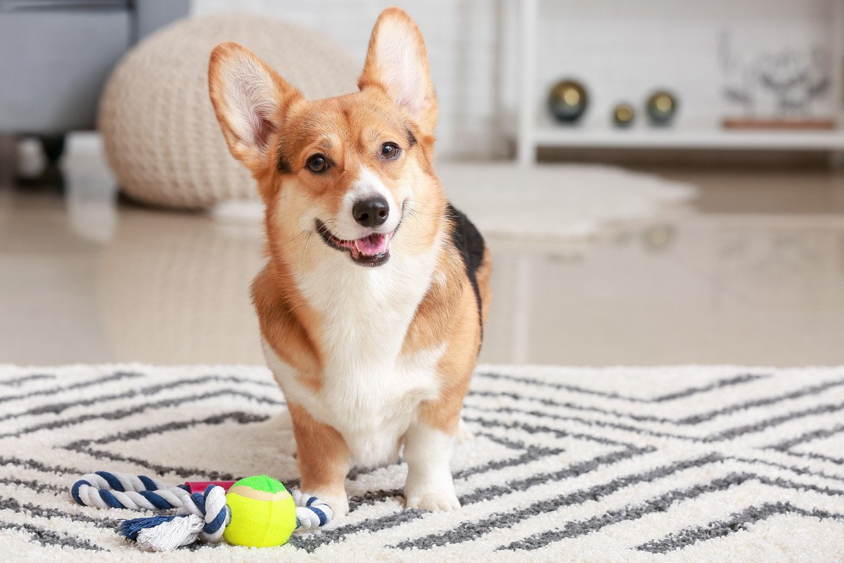 犬の散歩ができない時にすべき『室内遊び』4選！怪我をしないために意識すべきことは？