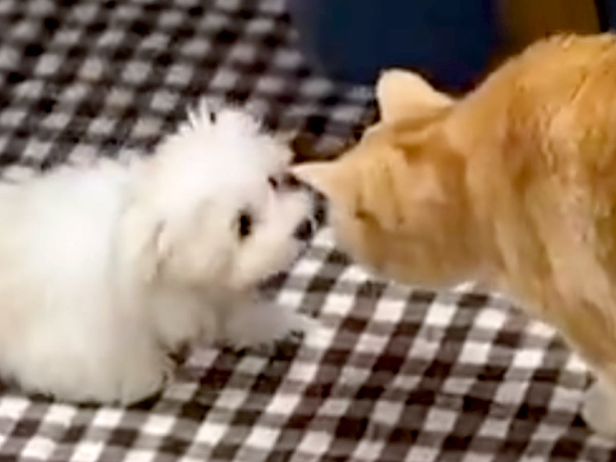 赤ちゃん犬と先住猫が出会った結果…初対面とは思えない『あまりにも尊い瞬間』に2万いいねの反響「警戒心ゼロｗ」「サイズ感にびっくり」と絶賛