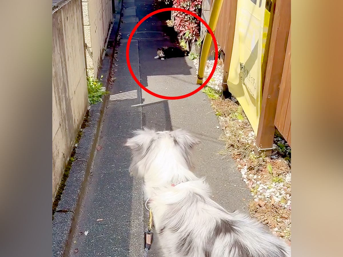 犬の散歩で細い道に入ったら、真ん中に『天敵の野良猫』がいて…葛藤する光景と『飼い主とのやり取り』が198万再生「平和的解決ｗ」「賢い」