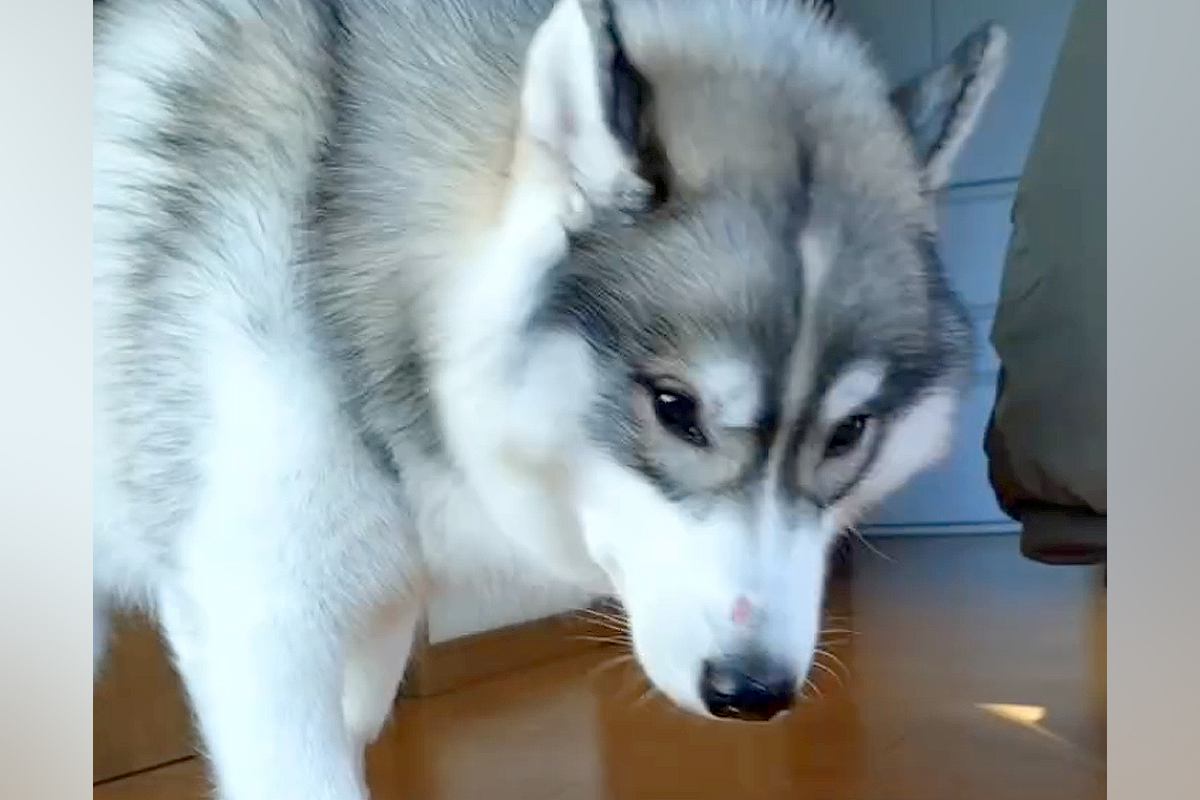 猫と一緒に育った大型犬→ご飯を食べ終わると…ネコから影響を受け過ぎている『まさかの行動』に反響「可愛すぎる」「真似してるのでは」