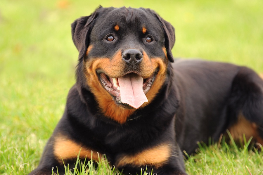 お手柄！路上に捨てられた新生児を救ったのは犬だった！