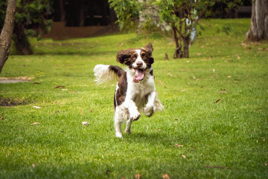 犬に『呼び戻し』を覚えさせないとどうなる？３つのリスクとしつけ方