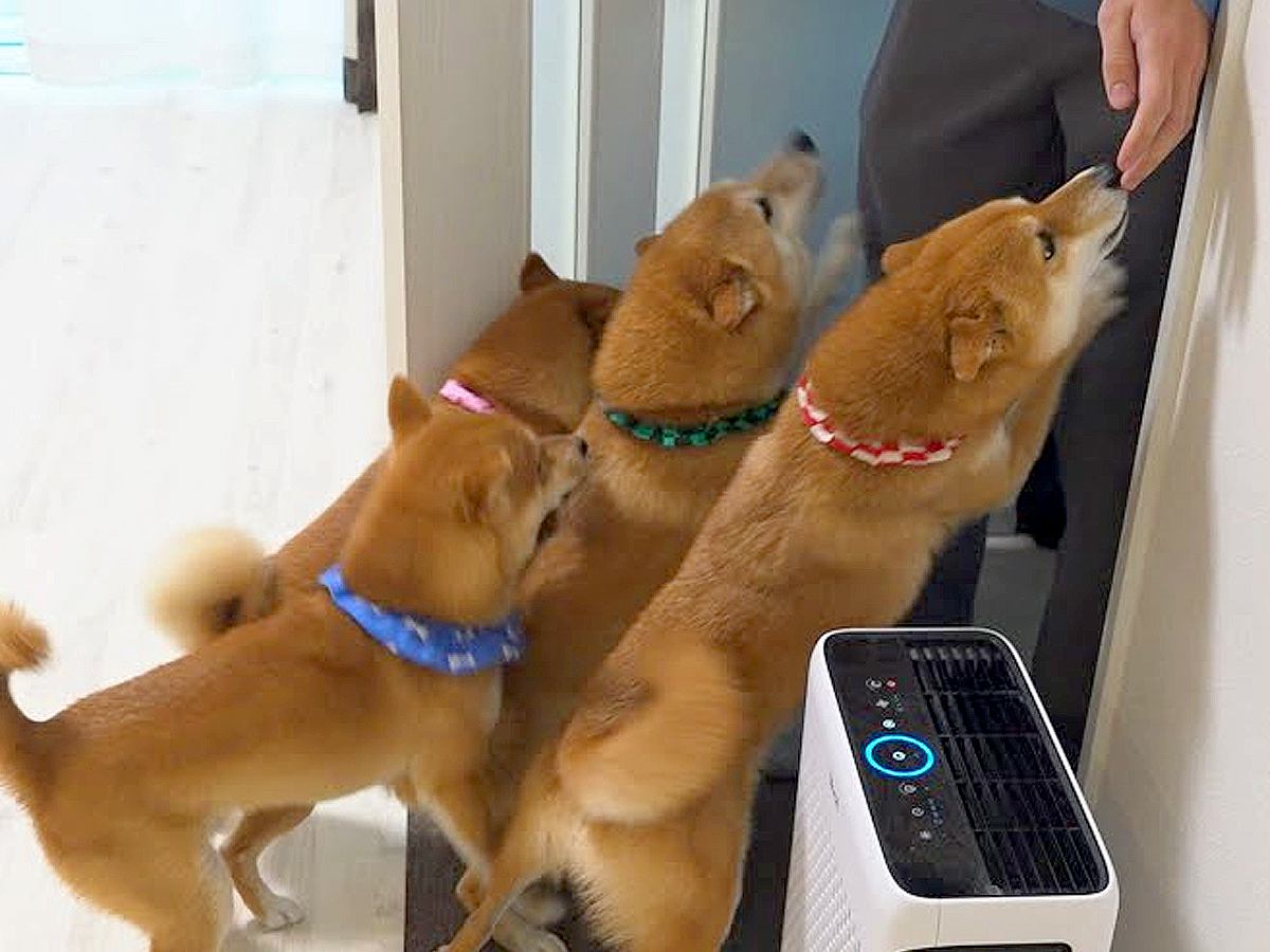 離れ離れになった兄→1ヵ月ぶりに帰省したら、4匹の犬が…愛情が爆発してしまった『熱烈歓迎』が泣けると15万再生「嬉しさ伝わる」「愛に涙」