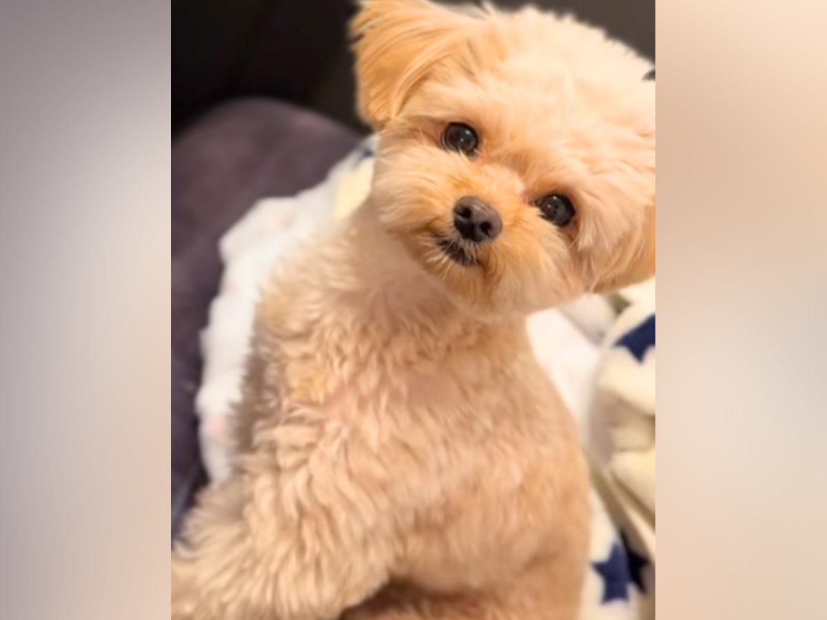 おやつの前でお座りする犬→『ほしいの？』と聞いたら…絶対にあげたくなる『まさかの反応』が33万再生「うんって言ってるｗ」「返事して賢い」