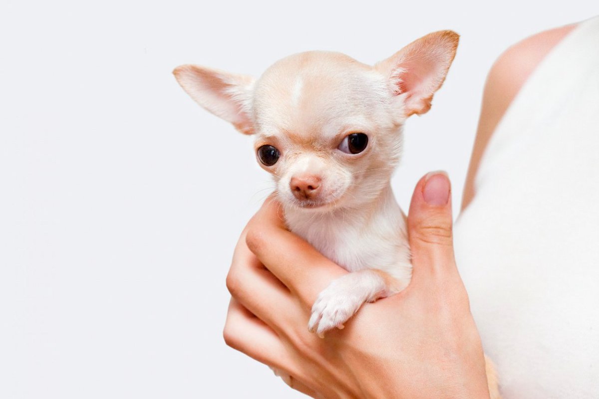 最も小さい犬種ランキングトップ3！ギネスにも記録されている『世界最小の犬』も紹介