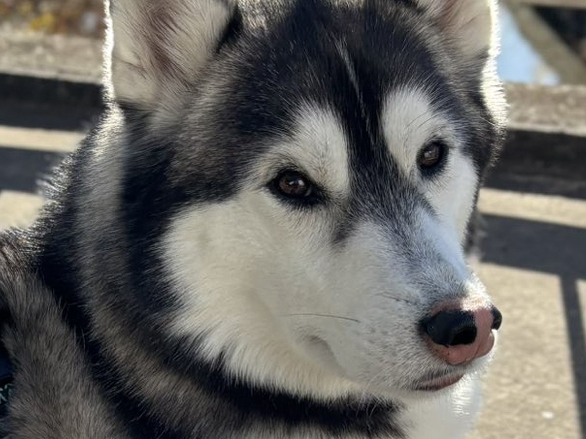 子どもが『大きい犬いる…食べられちゃうかも』と怖がっていたら、お母さんが…センス抜群な『まさかの返し』に3万いいね「最高ｗｗ」と爆笑