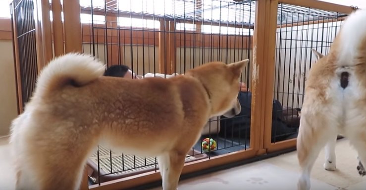 飼い主がケージに立てこもったら…？柴犬達の反応やいかに！