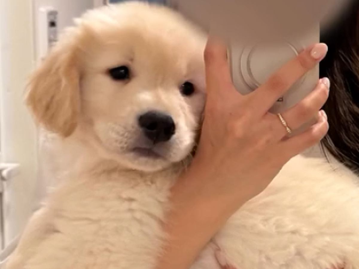 大型犬の赤ちゃんを抱っこして成長を記録→たったの4ヵ月で…衝撃的な成長を遂げた『現在の姿』に「30キロ！？」「ぐんぐん大きくなる」の声