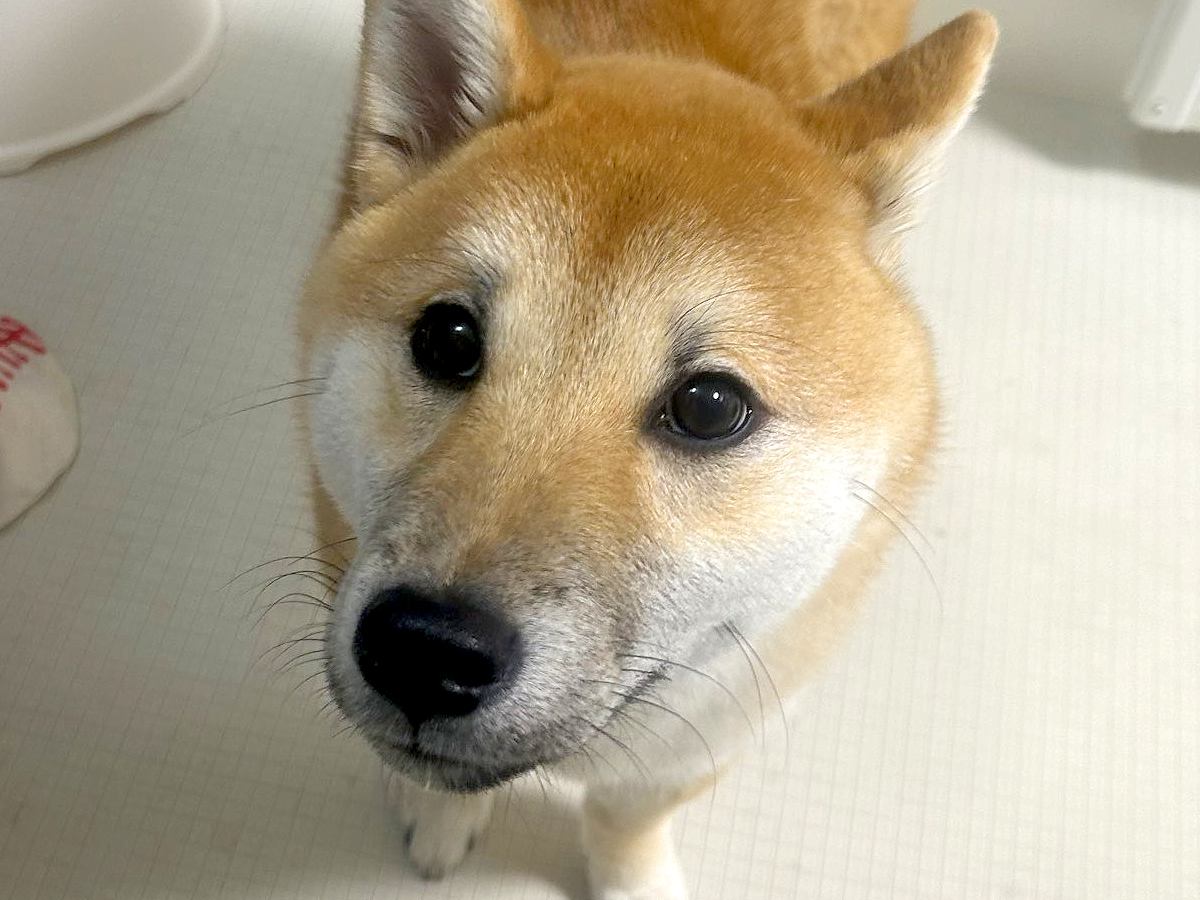 『犬を飼ってる方に質問なんですが…』毎日お風呂で必ず繰り広げられる"微笑ましい光景"に「うちも全く同じ」「安否確認かもｗ」と3万いいね