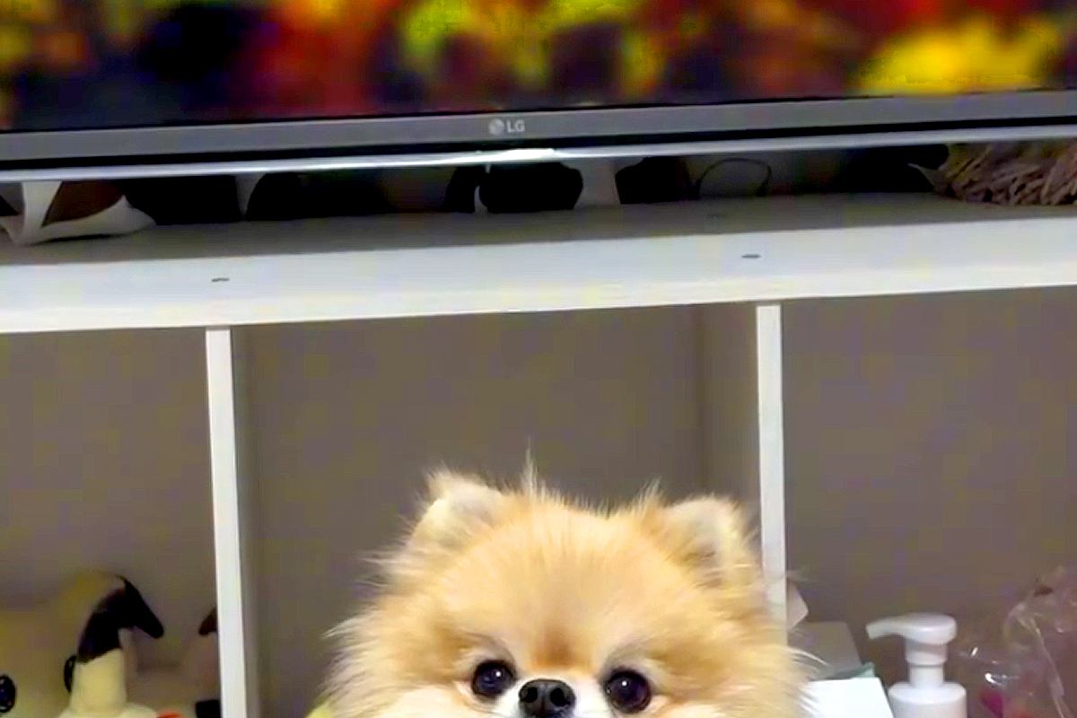 アニメの重要なシーンを見ていたら、大事なところで『犬』が…完全に笑わせにきている光景に爆笑「ピロピロｗｗ」「ポメ界のイジリー岡田で草」