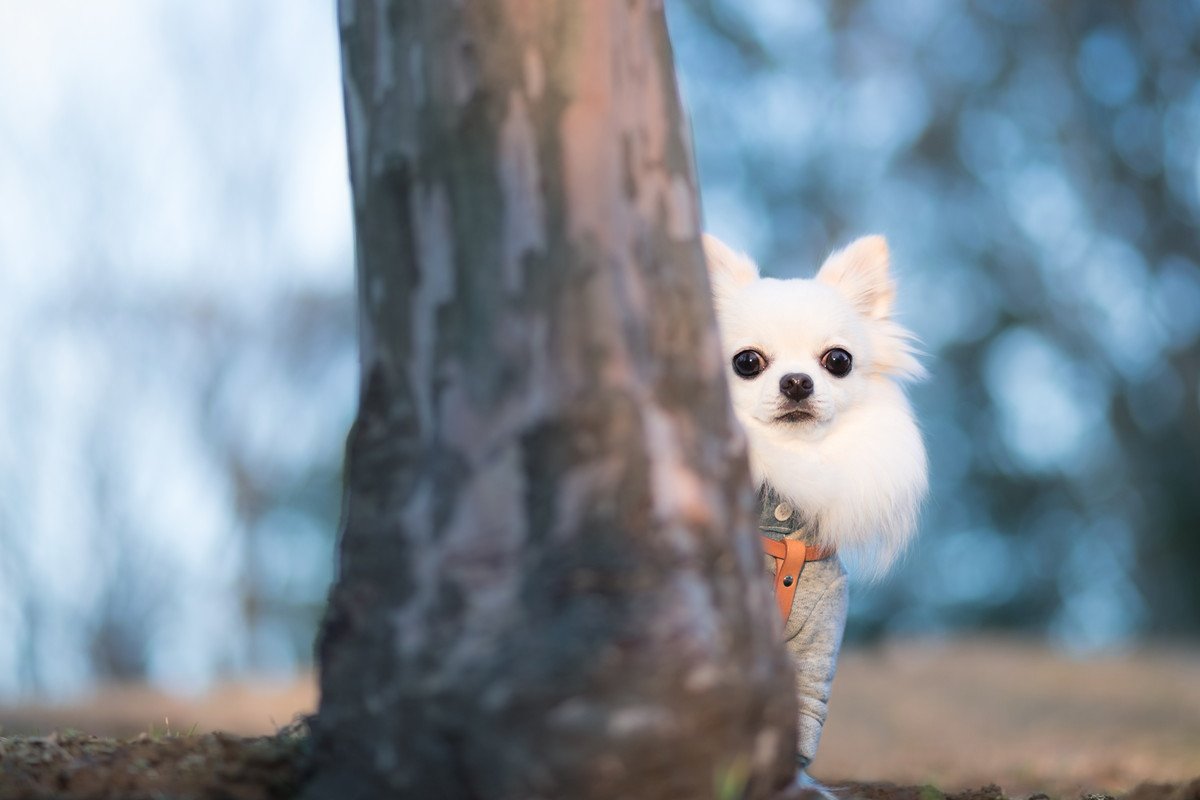 『犬見知り』な犬がみせる5つの行動　友達作りが上手になる方法はある？改善策をご紹介
