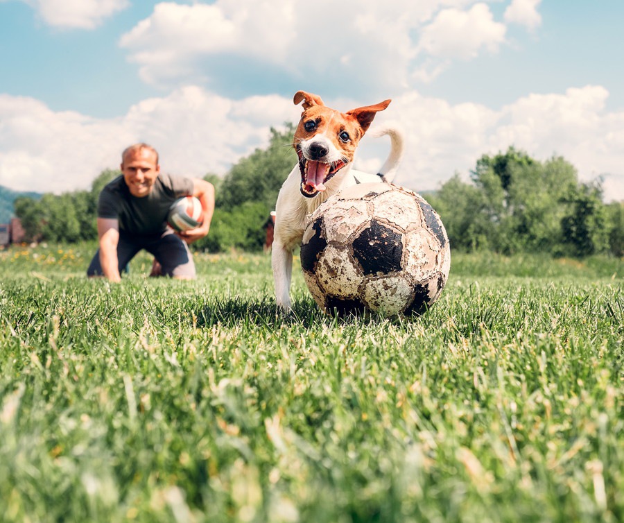 犬が頭を使う４つの遊び方