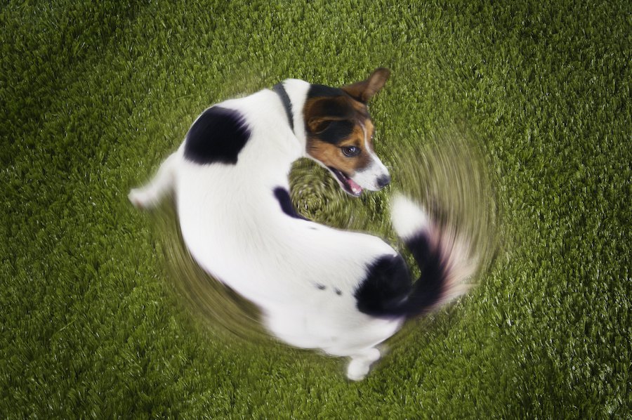 犬のストレスが限界になっている時の危険な行動５つ