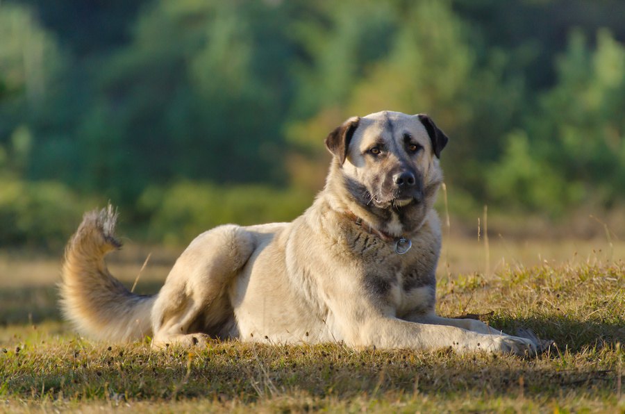 犬種ごとに特徴のある行動のキーは遺伝子だった！