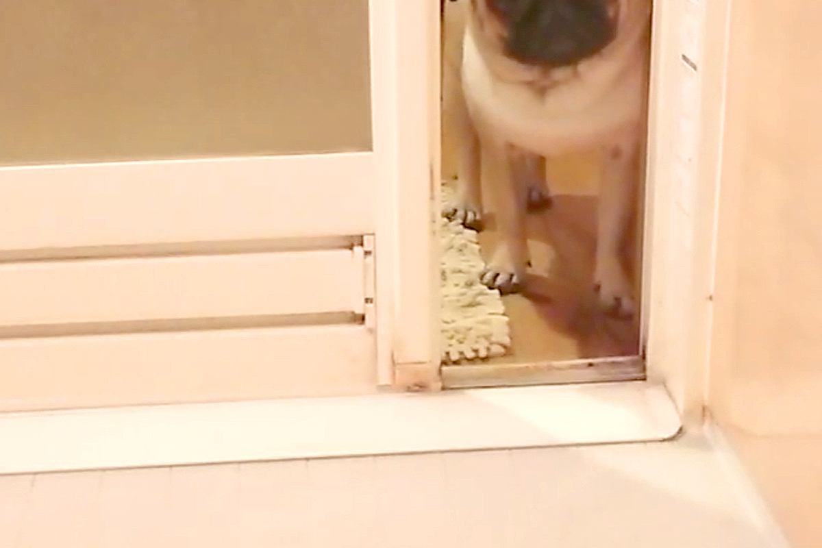 入浴中、犬がお風呂場を覗きにきたので『一緒に入りたい？』と声をかけた結果…あまりに愛おしい反応に「大好きなんだ」「突然怒りだしたｗ」の声