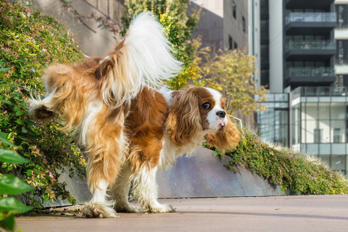 犬の散歩中のおしっこは尿トラブルの原因！自宅での排泄がベスト