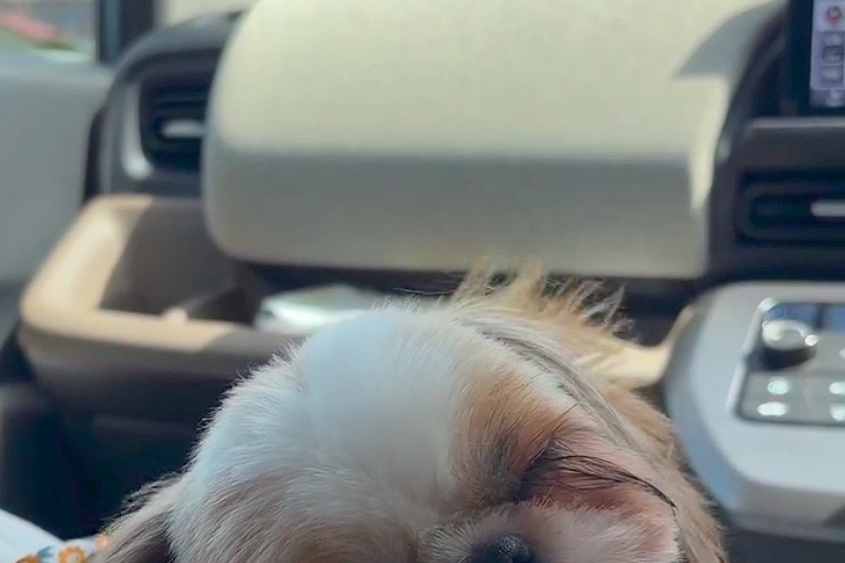 車の中で『トリミングで疲れた犬』が眠りに落ちて…ずっと見ていたい『尊すぎる光景』が64万再生「天使」「癒された」「くっつくの可愛すぎる」
