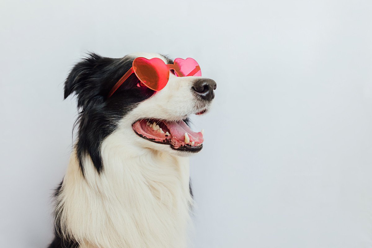 犬も『恋愛』することがあるの？行動の変化や好き嫌いの感情を見分ける方法まで