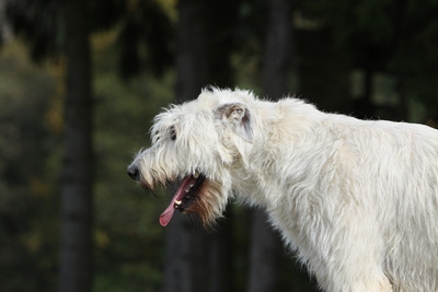 犬のむせるような咳が止まらない！その原因と対処法について