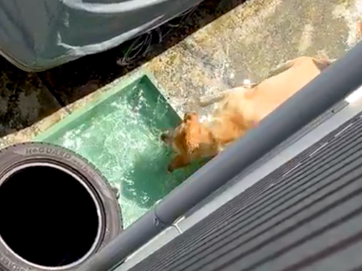 水遊びする大型犬を『スマホでこっそり隠し撮りをした』結果→気付かれてしまい…とんでもなく尊い光景が53万表示「お誘いかな？」「可愛すぎ」
