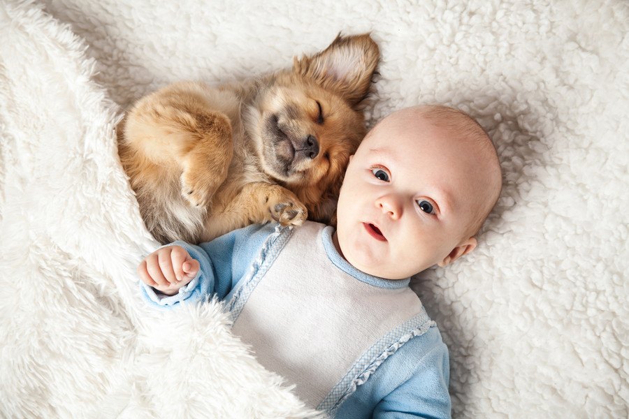 犬が人の赤ちゃんに優しい理由３選♡