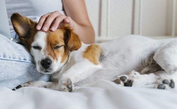 犬に依存しすぎている飼い主の共通点３選