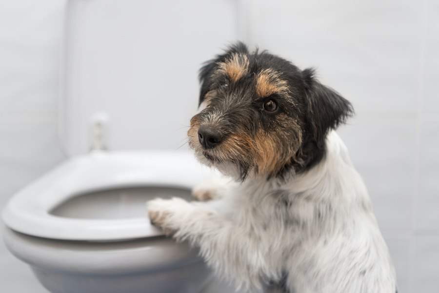 愛犬はおしっこし過ぎてない？犬の一日の適正なおしっこの回数とは