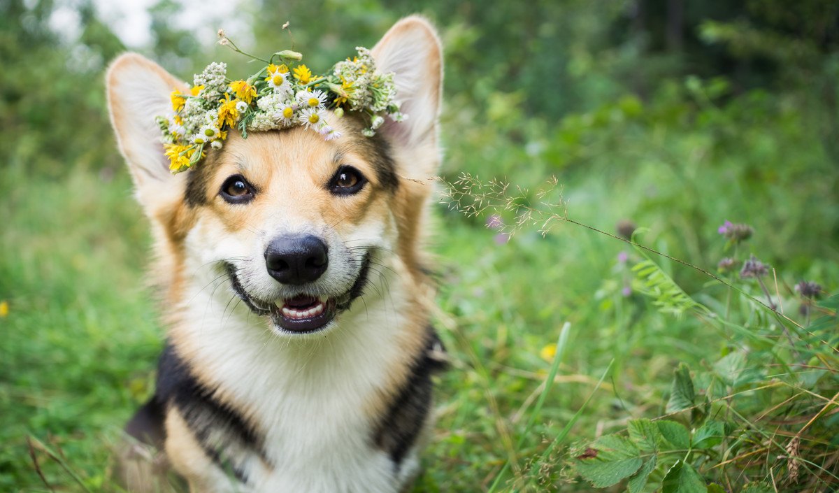 犬が飼い主と一緒にしたいと思っていること5選