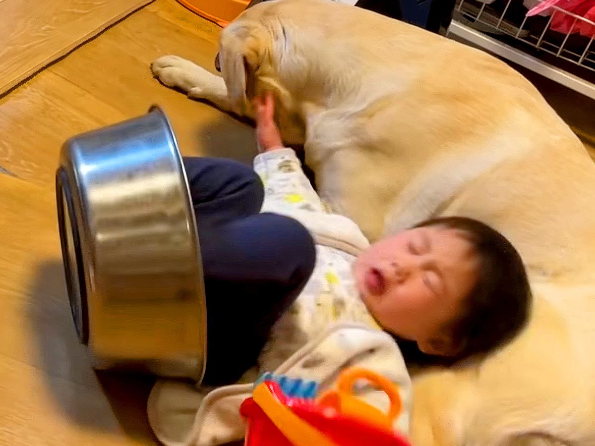 夕食の準備中、赤ちゃんが転びそうになった瞬間…まさか過ぎる『大型犬が守る光景』が51万再生「動じないの凄いｗ」「包容力に惚れた」と称賛