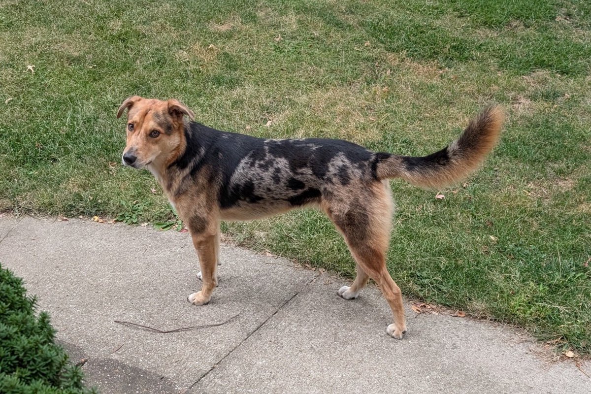 【獣医師監修】コイドッグとは？コヨーテと犬の交雑個体の特徴や日本で飼えない理由を解説
