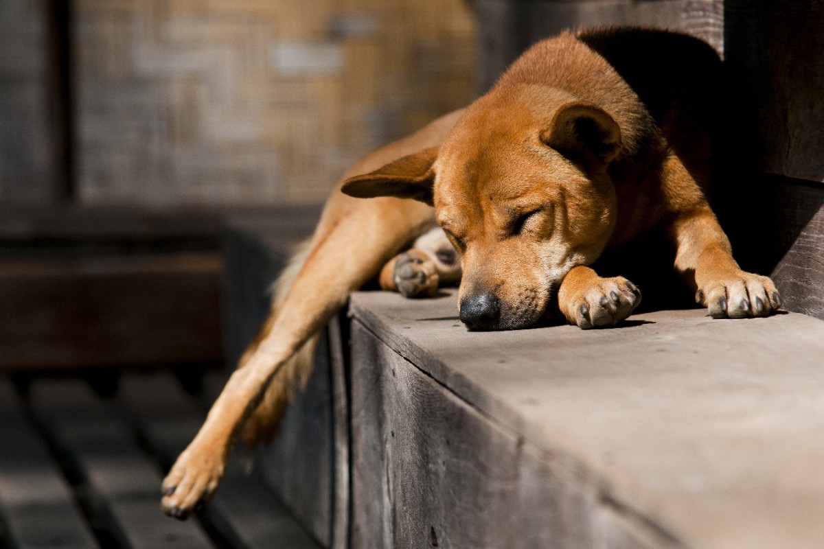 タイの研究者が手術しないで犬を不妊化する方法の研究に着手