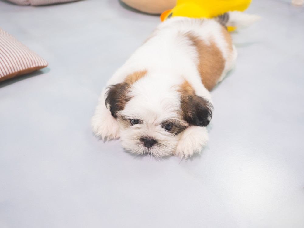 犬のお腹がキュルキュル鳴る原因は？病気の見分け方と対処法を解説