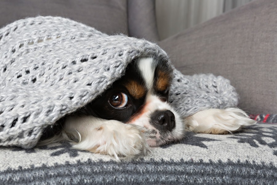 シャイな犬がよくする４つの仕草や行動