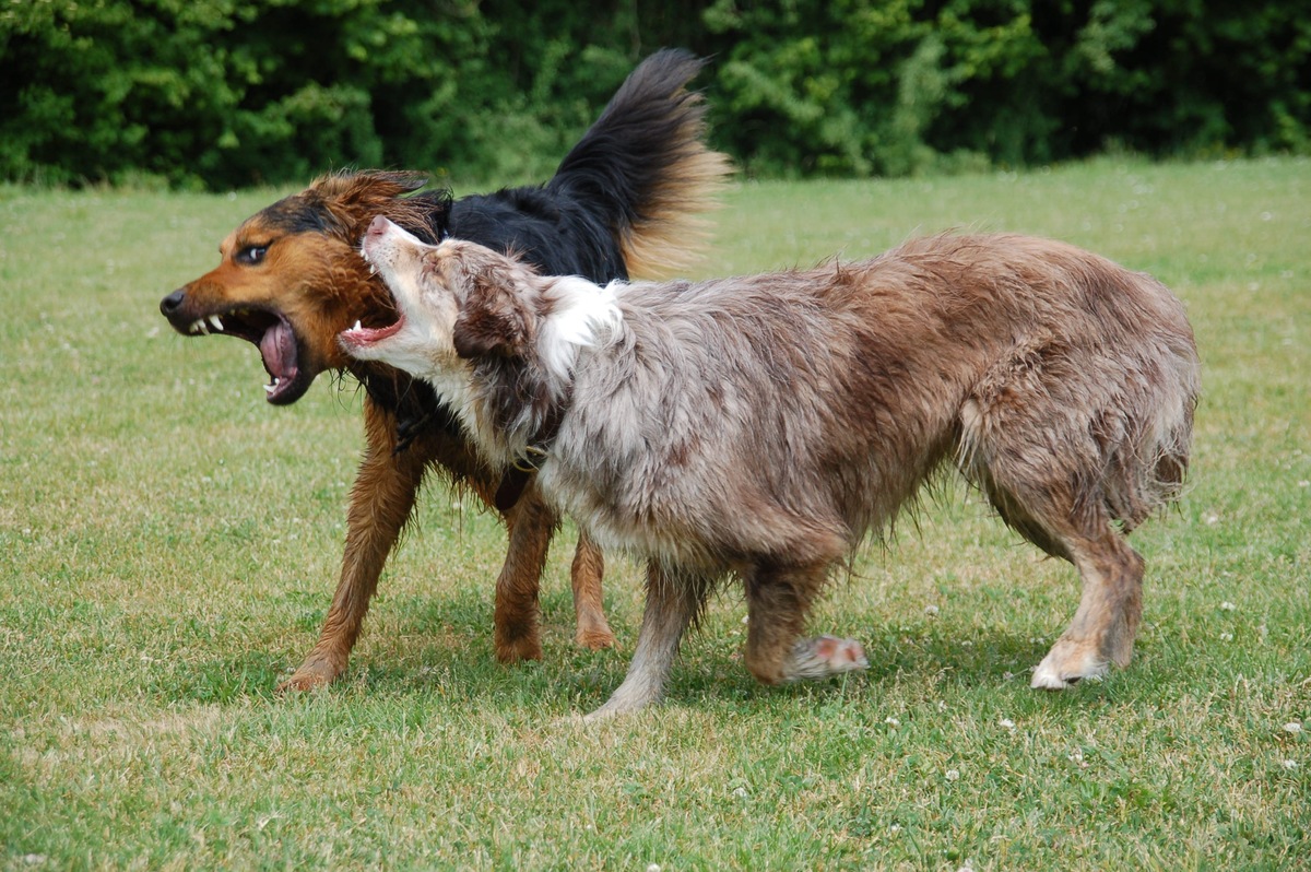 犬の突発的な攻撃行動は「痛み」が原因かもしれない？