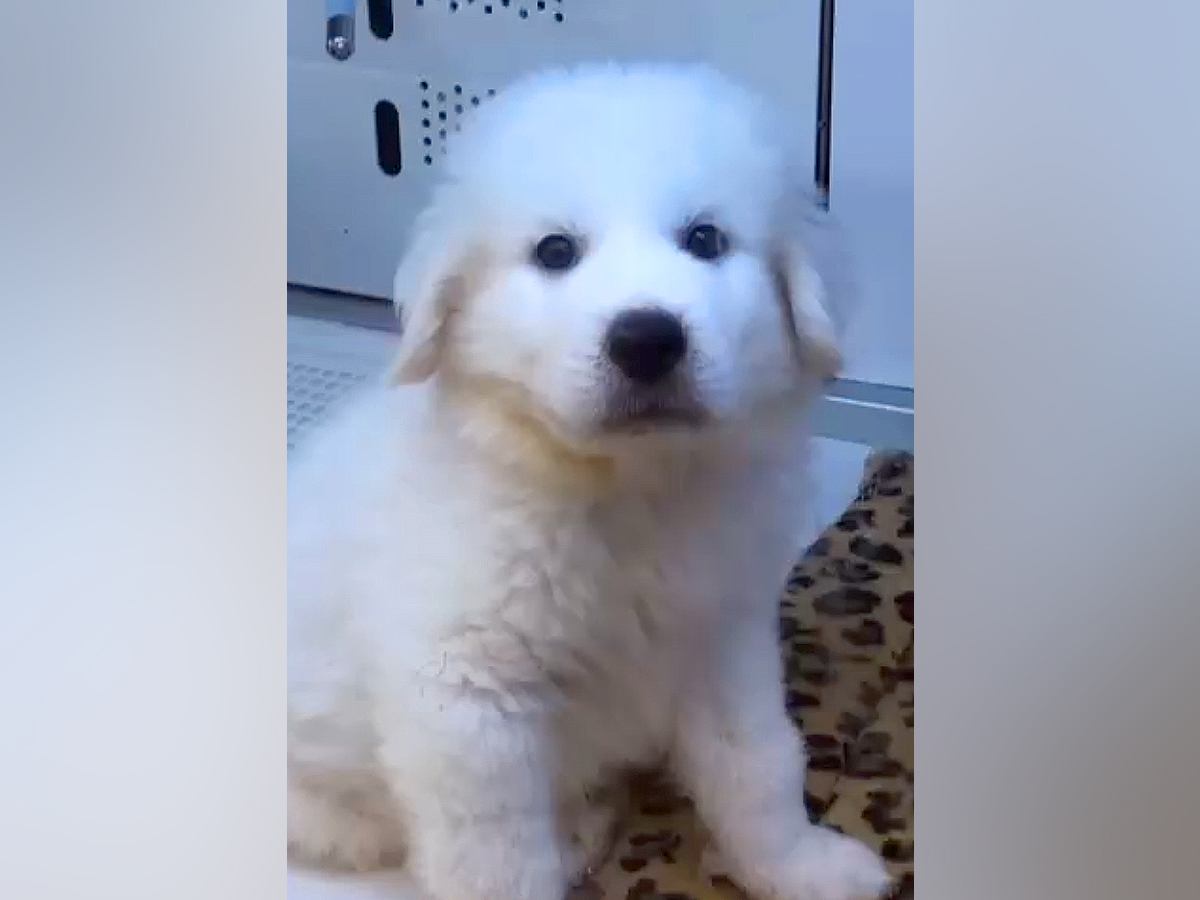 白くてモッフモフな『超大型犬の赤ちゃん』→尊い成長を遂げた『ビフォーアフター』が話題「可愛いが止まりません」と絶賛の声も