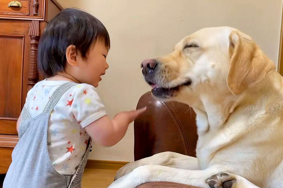 くしゃみが止まらなくなった大型犬→1歳の女の子は『笑い』が止まらなくなって…尊すぎるやり取りが43万再生「可愛い」「一日の疲れ吹き飛ぶ」