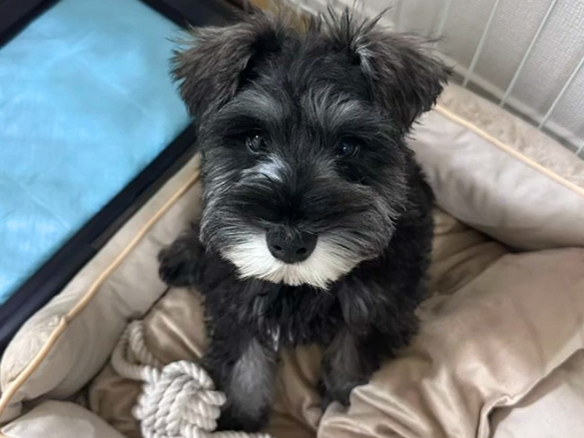 『うちに来てくれてありがとう』譲渡会で出会った1匹の犬→1年後…大きくもふもふに育った姿に感動「こんなに可愛い子が…」「本当よかった」