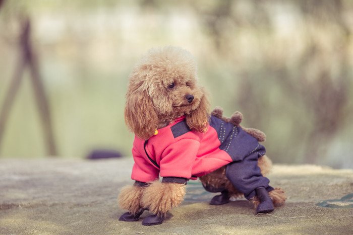 犬が服を嫌がる理由は単純明快！着たがらない理由3つと必要性、対処法まで