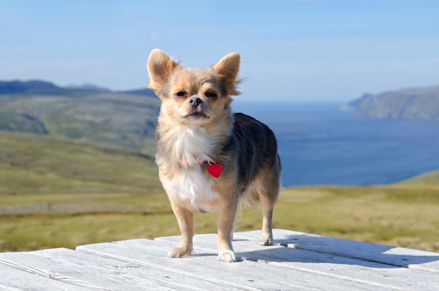 年をとって視力や聴力を失った犬のためにできる７つのこと