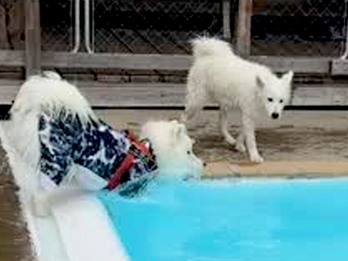 久しぶりのプールでウキウキの大型犬→飛び込む場所を決めた結果…『思わず声が出てしまう光景』に「笑ったｗｗ」「思い違いってあるよね」の声
