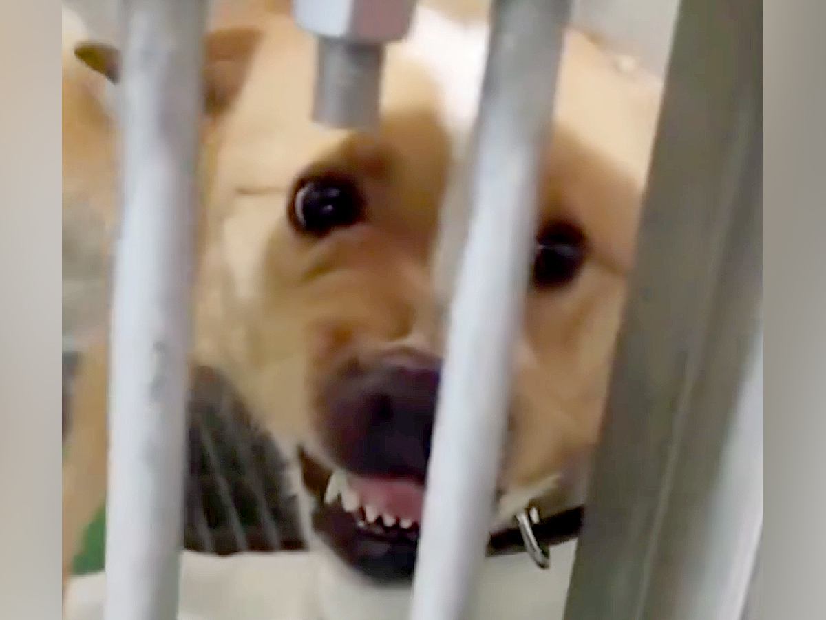 『人に噛みついていた保護犬』に寄り添い続けた結果…４ヶ月後→同じ犬とは思えない『泣ける変化』が10万再生「顔つきが違う」「素晴らしい」