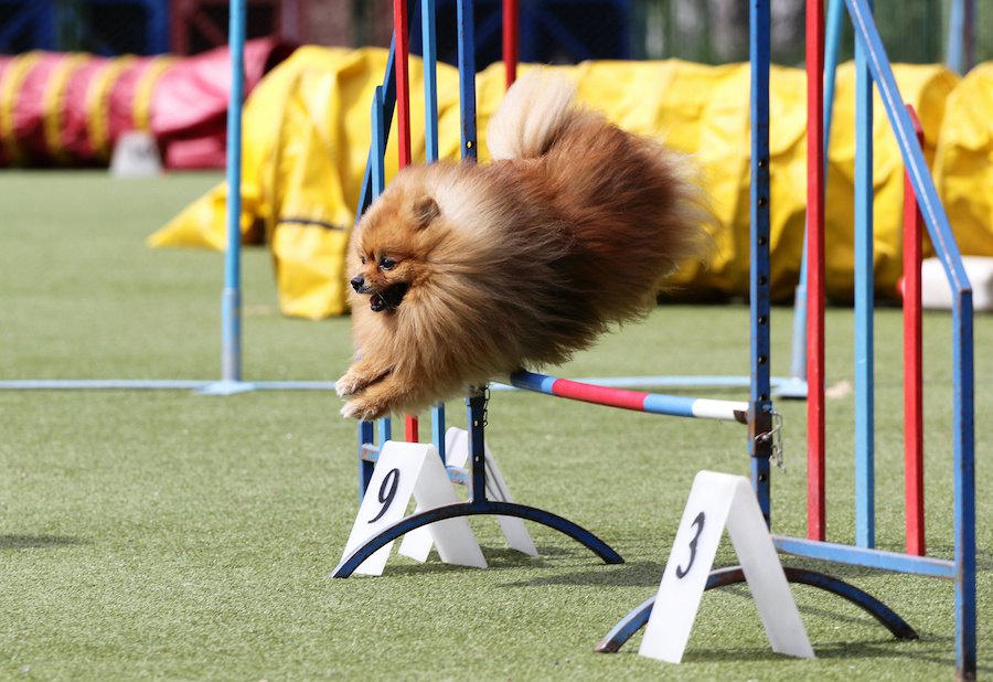 うちの子をスターにしたい！犬の大会・コンテストの種類